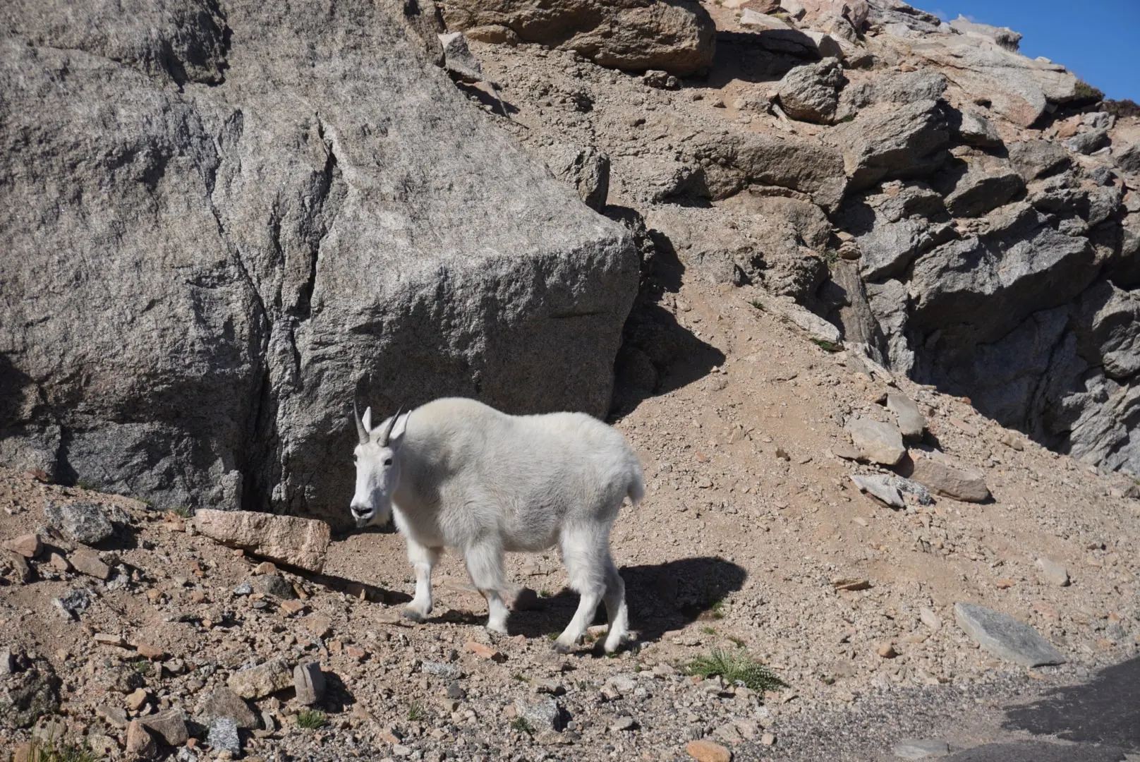 A white mountain goat standing on a rocky slope in bright sun.